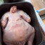 air fry chicken
