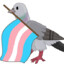 Trans Pigeon