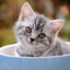 CAT ON THE CUP