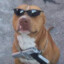 pitbull armado