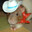 Rat