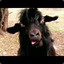 Billy Goat