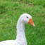 GooseOfDenmark