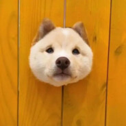 乔氏台球真的乔