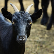 Black_Goat