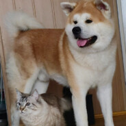 ☣️F☣️_✪ ⛧_SipSy_PL_