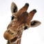 giraffeey