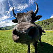 北城以北为北方