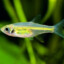 Danio Rerio(Zebrafish)