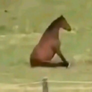 sajolek avatar