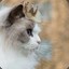 ccatprincess