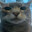 Whiskers
