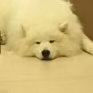 清纯萨摩耶在线发牌