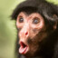 HappyMonkey44