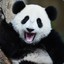 PandaSoCute