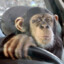 Chimp Cruisin&#039;