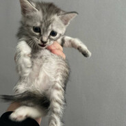 Мамуебалпобратки