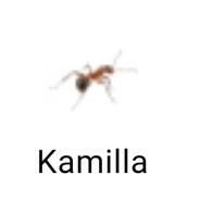 Kamilla