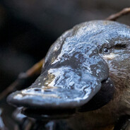 Platypus