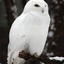 whiteowl