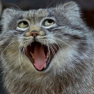 NineLives