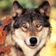 ☢云烟☠你们的B我来守护脱裤子放屁请你们吃