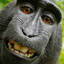 Macaco Daltônico