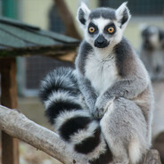 LemurOnLAN