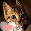小猫
