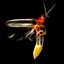 FireFly