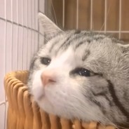 理塘の猛虎
