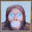 Australopithecus africanus