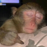 漂亮宝贝（阳尾版）