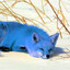 digifox