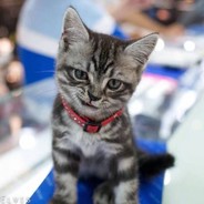 星星摘朵云吃吃