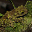 Mossy Frog