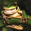 Nicefrog