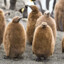 furry penguins