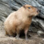 capybara sexual