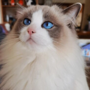 海面下的金枪鱼