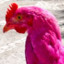 Fuchsia Fowl