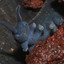 Velvet Worm