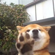 阳光牛子坚毅不导