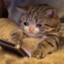 biscuitbox