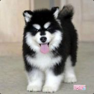 青春不死，折腾不止