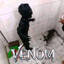 Venы nа жухлике