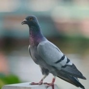 scp-3683-巨型鸽子