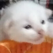 Kucing?