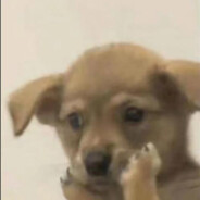 伯乐见了都说好马