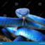 VipereleBlue